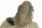 Flying Crotalocephalina Trilobite - Exposed Hypostome #359234-5
